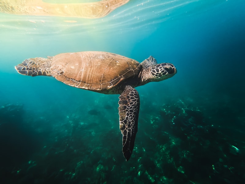 Fun Things to Do with Teenagers in Maui