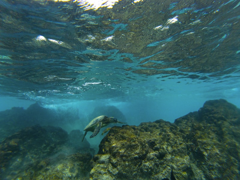 Advanced Snorkeling Spots in Hawaii for Teens and Strong Swimmers