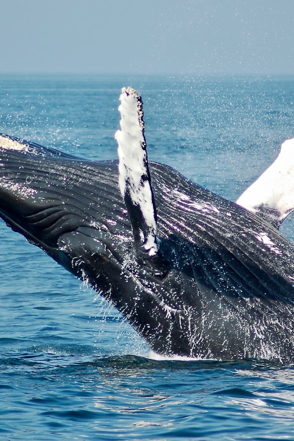 Humpback whale breaching in Hawaii - Pinterest