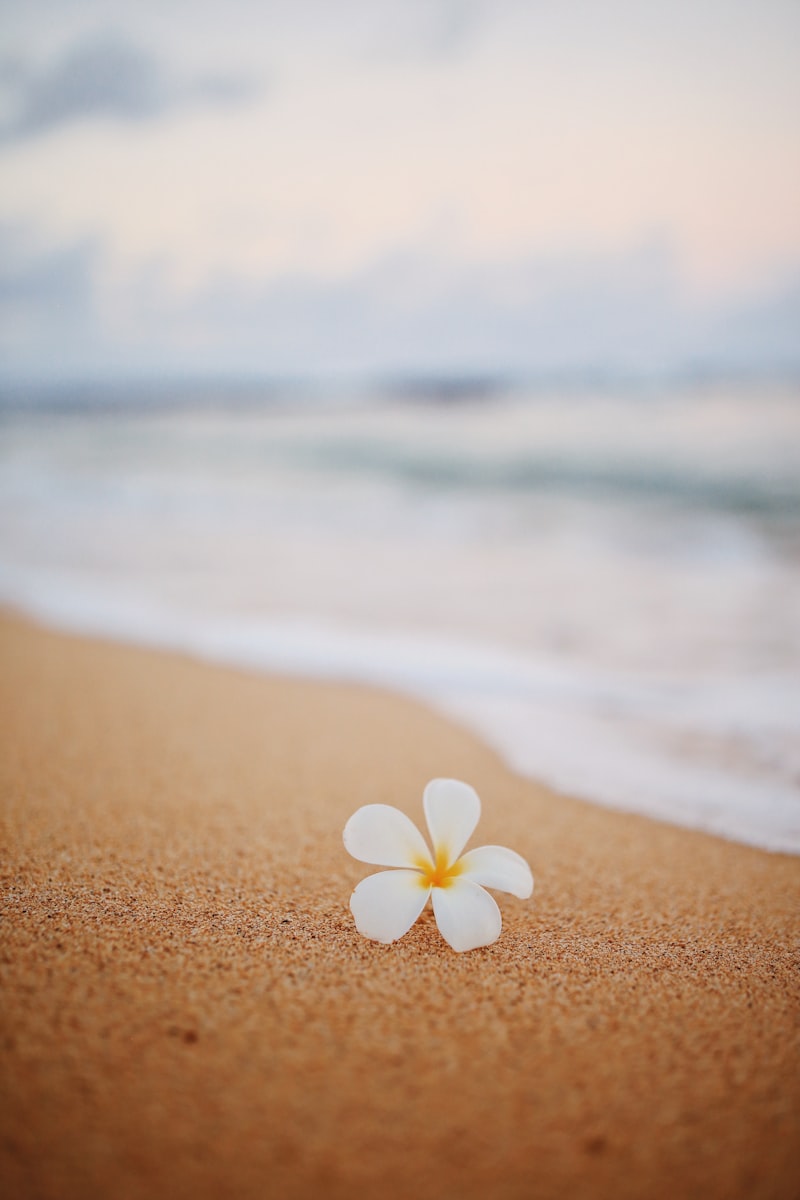 Plumeria flower on a Hawaiian beach, a quintessential tropical garden plant