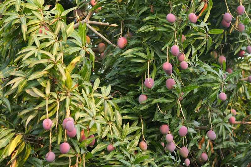 Ripe mangoes growing on a tropical fruit tree
