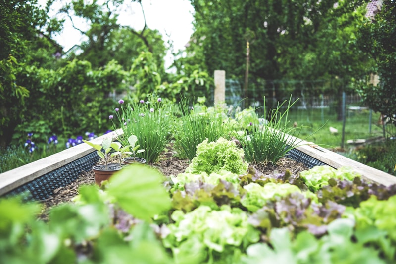 Raised garden beds with vegetables and herbs growing in a home garden
