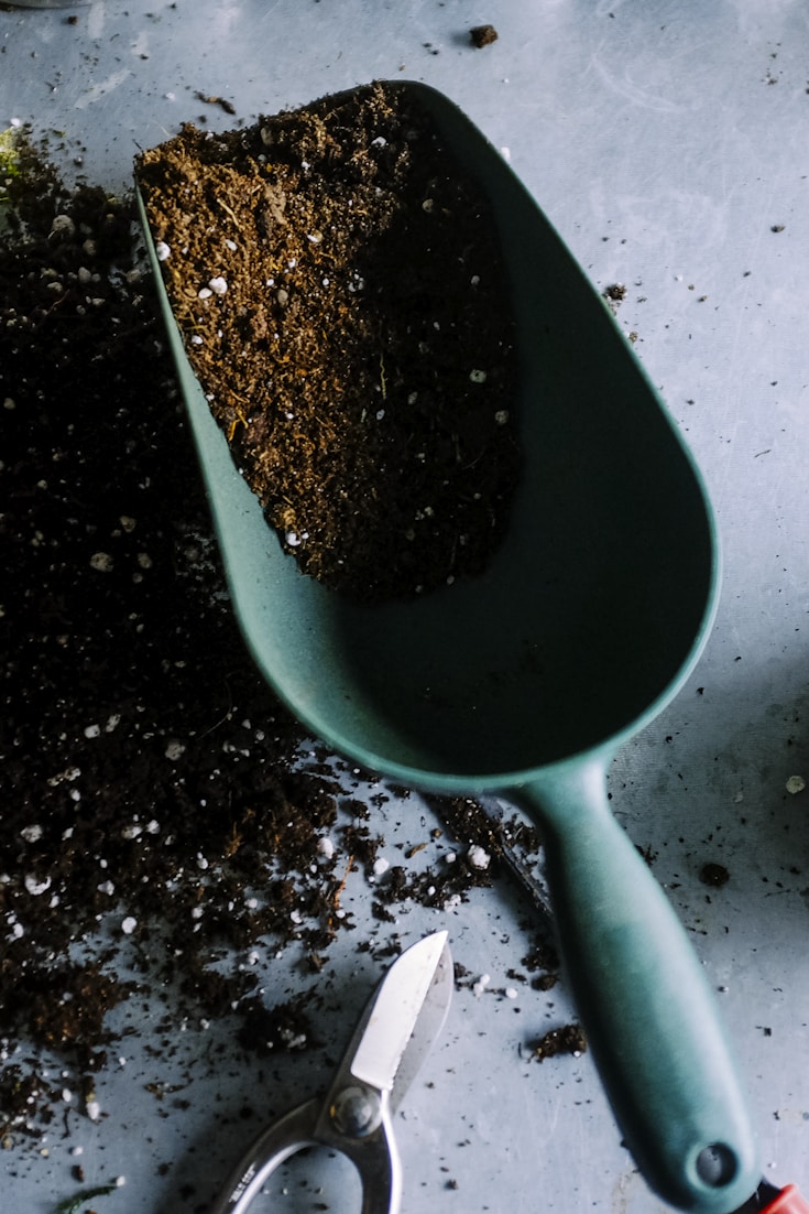 Growing Plumeria in Hawaii - A Beginners Guide to the Lei Flower - Pin this guide for your next Hawaii trip