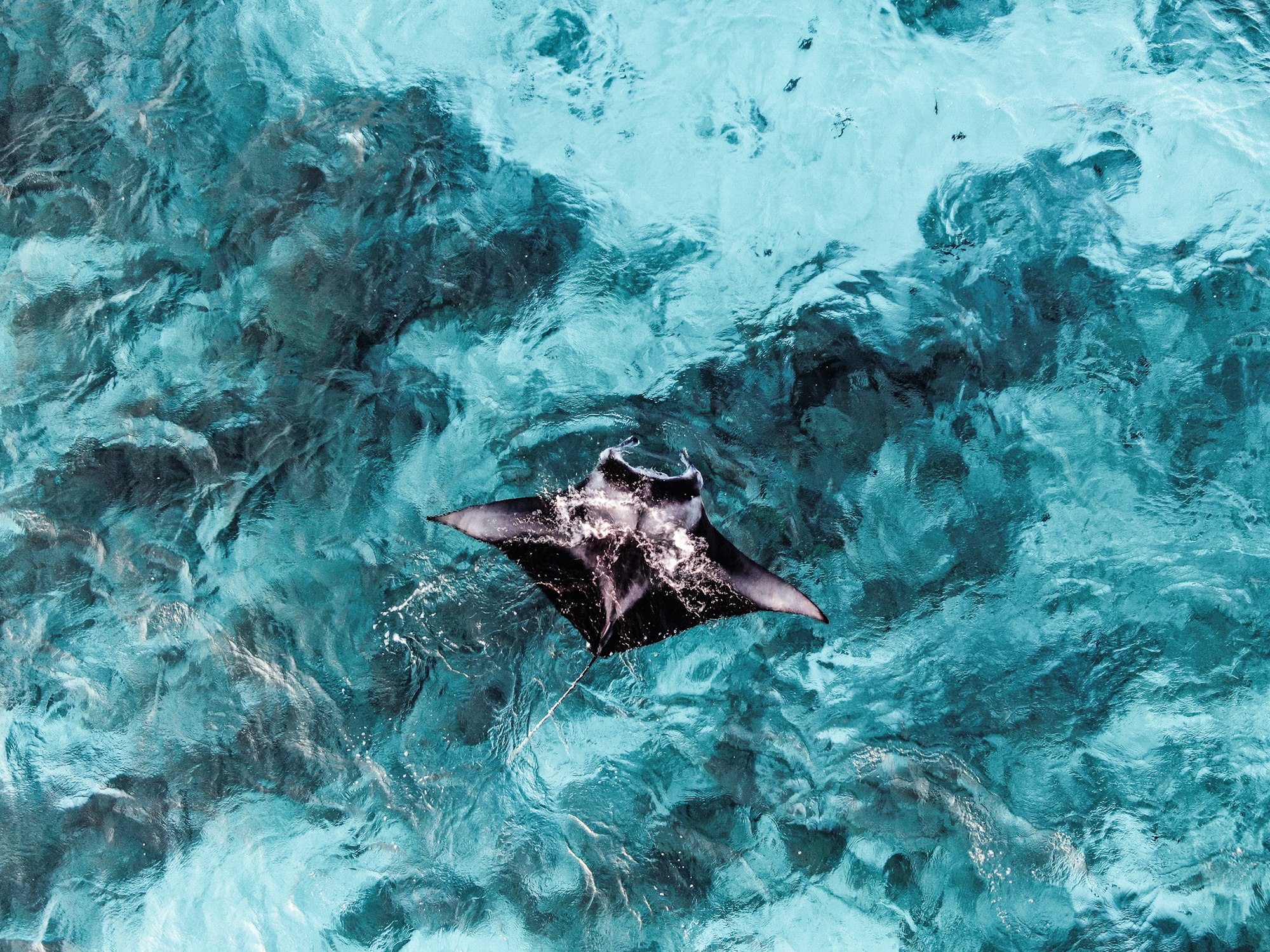 Manta Ray Night Snorkel with Kids on the Big Island: An Honest Family Guide