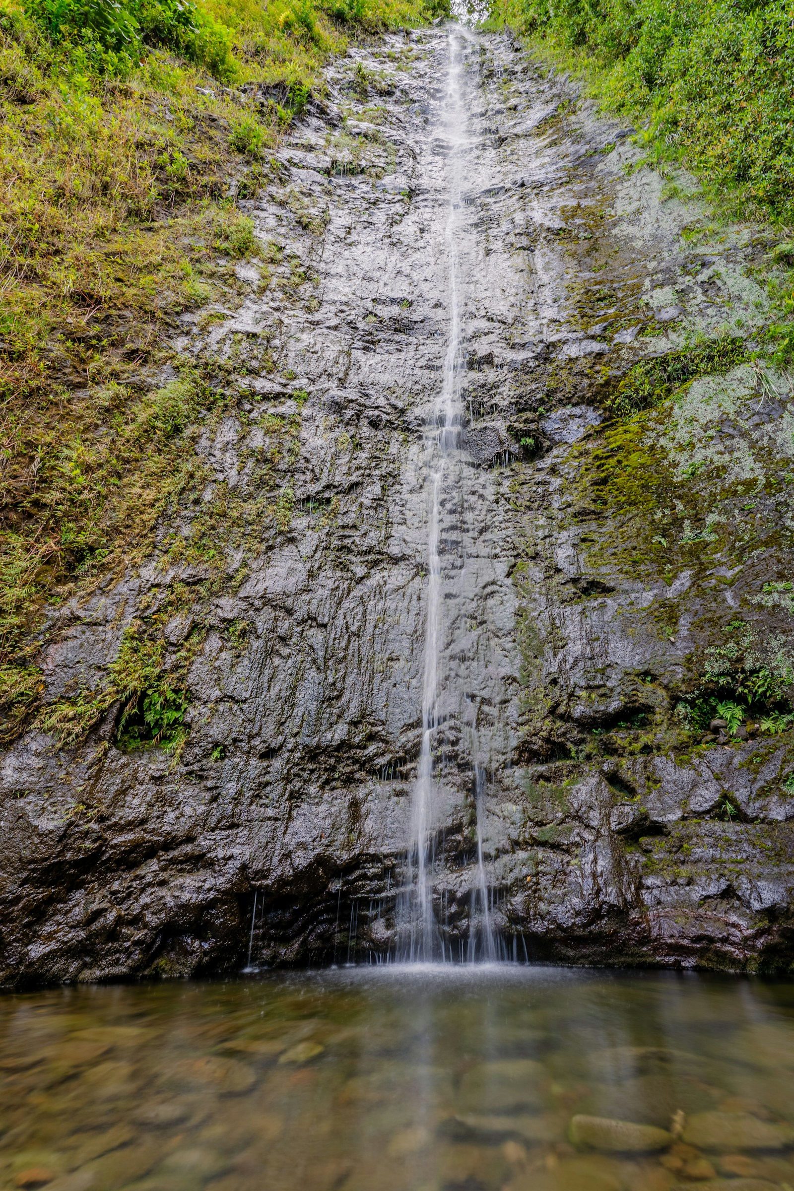 Manoa Falls Hike with Kids: Honolulu's Easy Rainforest Trail