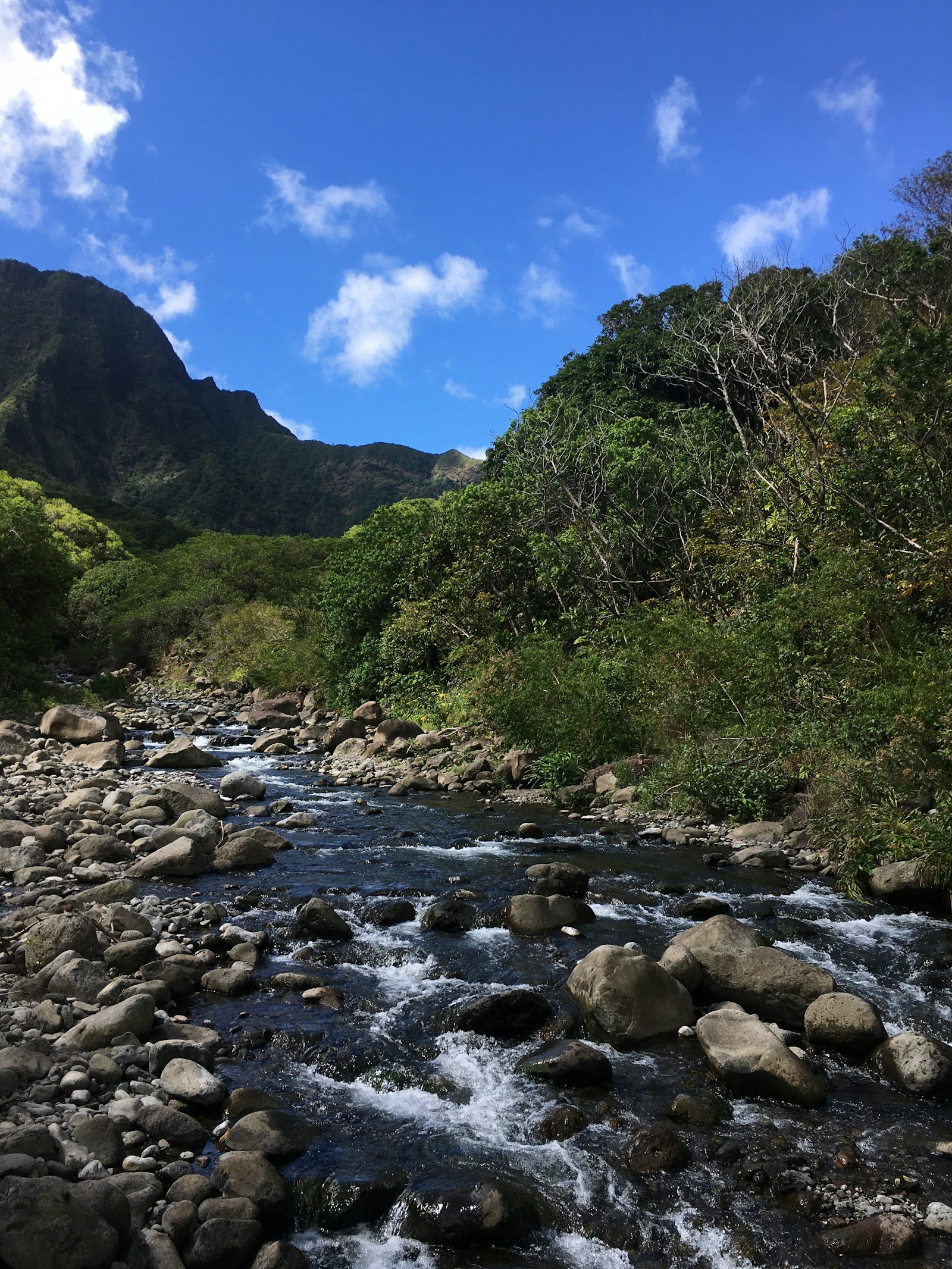 Maui Family Hiking: Iao Valley, Pipiwai Bamboo Forest, and Coastal Trails